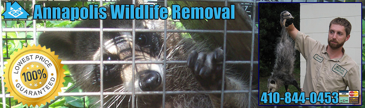 Annapolis Wildlife and Animal Removal